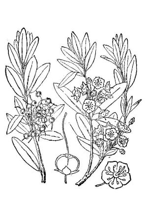 Kalmia angustifolia